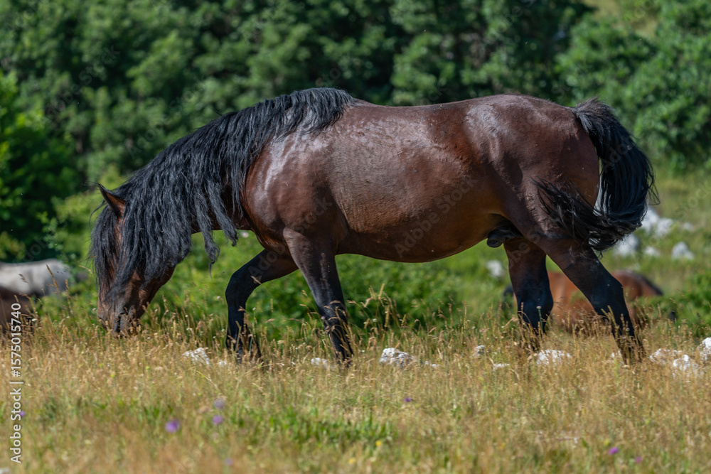 Wild dark bay stallion grazing in summer mountain meadow
Wild dark bay stallion grazing in summer mountain meadow