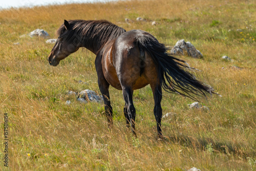 Fototapeta Naklejka Na Ścianę i Meble -  Wild brown horse with long black tail in summer grassland