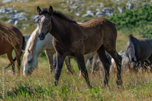 Young wild foal walking through summer meadow