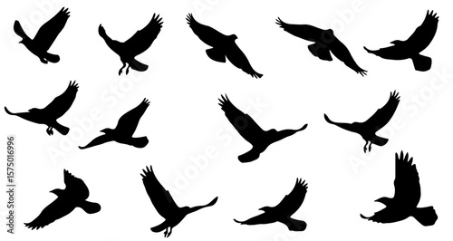 Silhouette depictions of birds in various stages of flight against a white background image viewable here
