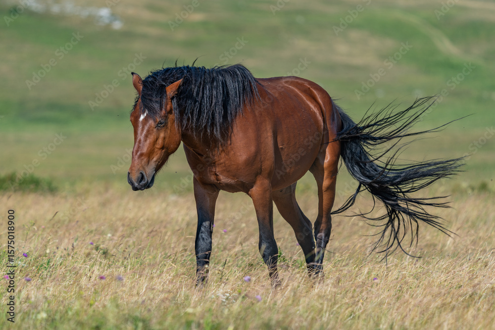 Obraz premium Wild brown horse walking in meadow near Cincar mountain, Livno