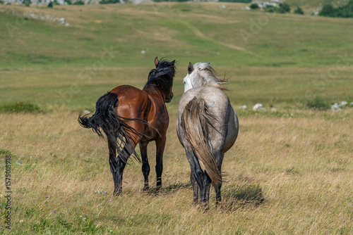 Obraz na płótnie Wild horses walking on grassland in Livno under Cincar mountain