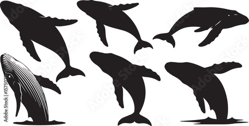 vector illustration of Whales breaching