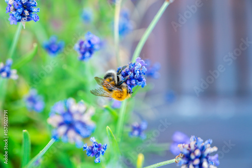 Bumblebee one
