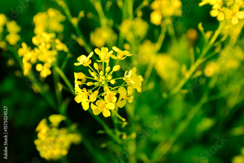 Bright Yellow Mustard Flowers Blooming in Green Field Close-Up – Brassica Plant Blossoms in Vibrant Spring Nature with Soft Background