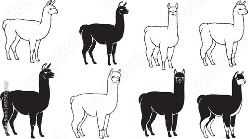 vector illustration of Llamas alpacas