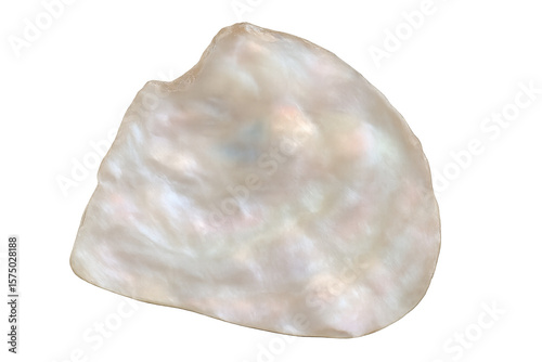 Polished mother-of-pearl fragment revealing shimmering nacre surface, reflecting light against transparent backdrop