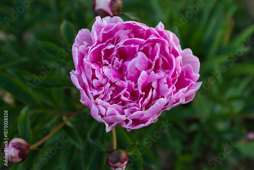 Vibrant Close-Up of Pink Peony Flower with Textured Petals for publication, poster, screensaver, wallpaper, banner, cover, post. High quality photography