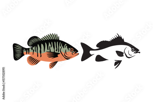 Colorful and silhouette perch fish illustrations side by side
