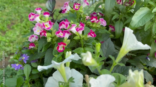 Dolly out shot from pink and white torenia to white petunias