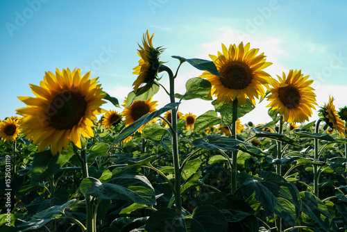Photos Vast field of sunflowers stretching towards a clear blue sky on a bright summer day
