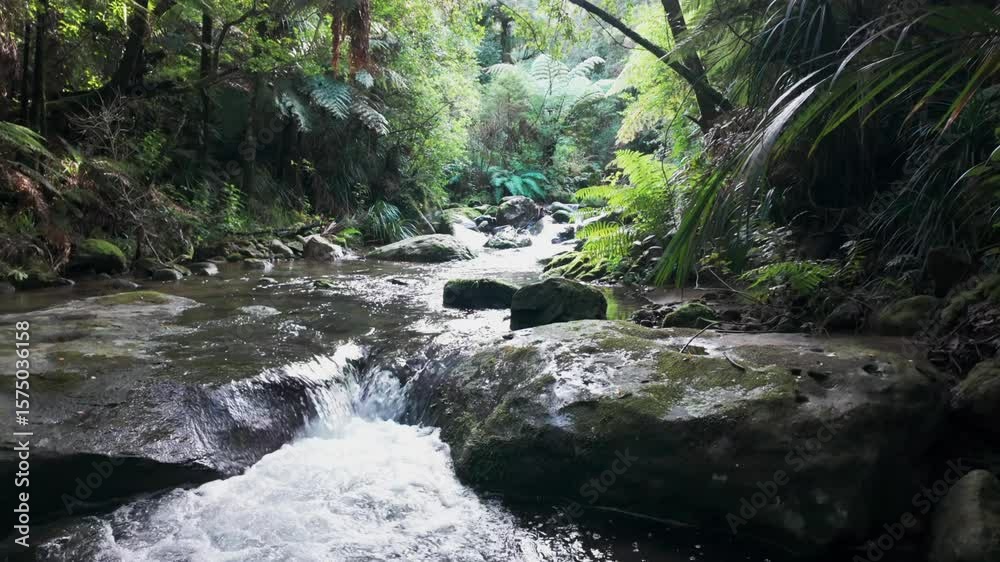 A stream flows through a lush forest in Wentworth Valley, Whangamata, Coromandel Peninsula, New Zealand. The water cascades over rocks, creating small waterfalls. A stream flows through a lush forest in Wentworth Valley, Whangamata, Coromandel Peninsula, New Zealand. The water cascades over rocks, creating small waterfalls.