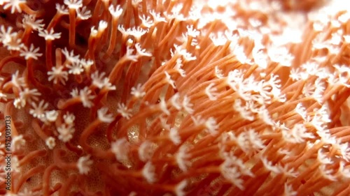 A closeup of soft coral polyps with white tentacles