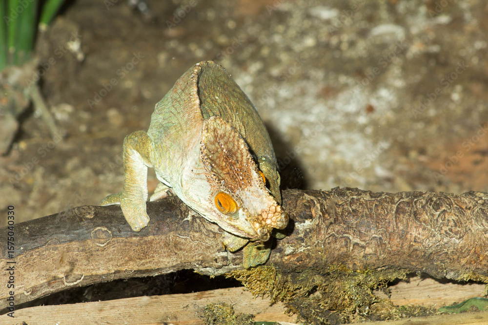 Obraz premium Climbing Kamaleon looking at me, changing colors, playing hide and seek.