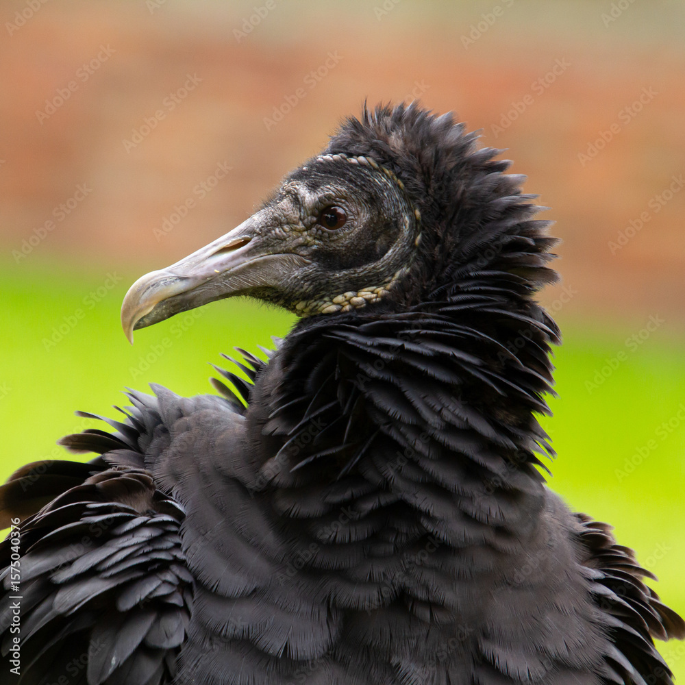 Fototapeta premium Black vulture, alias raven vulture