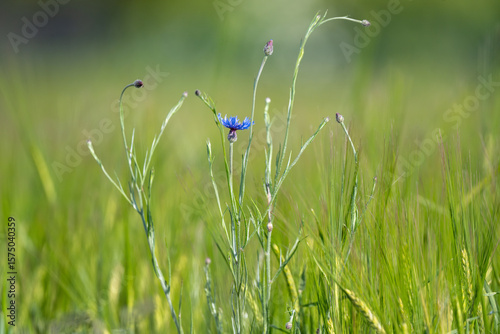 Cornflowers Against Grass Background