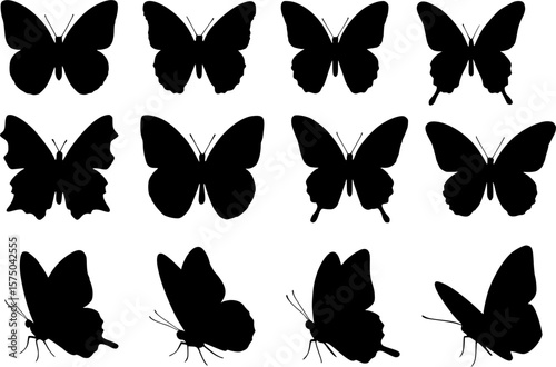 collection of butterflies