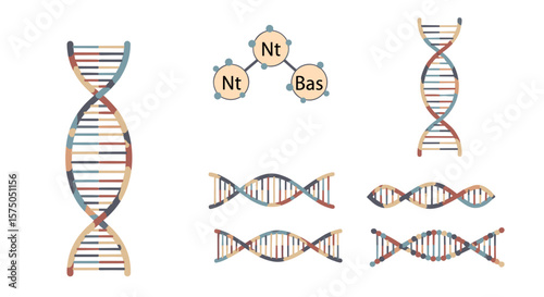 Illustration of dna structures with varying lengths and a diagram of nucleotide bases present on white