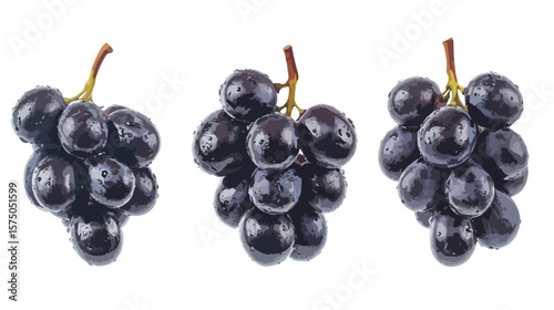 Dark Grapes Illustration on White Background