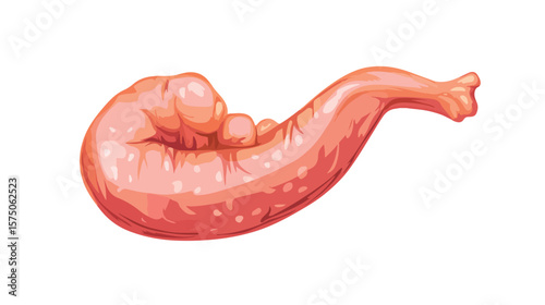 Flat Vector Pancreas Anatomy Illustration Isolated on White