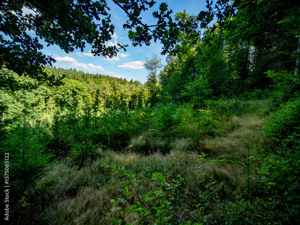 Wiederaufforstung im Mischwald im Sommer Wiederaufforstung im Mischwald im Sommer