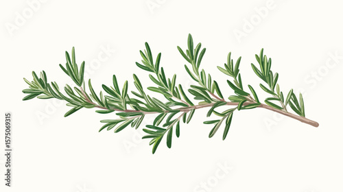 Realistic Hand-Drawn Rosemary Plant Branch Illustration