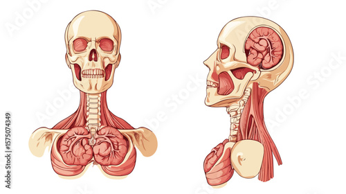 Thyroid Cartoon Design & Human Anatomy Organs