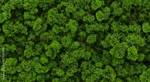 Vibrant green moss texture viewed from above, providing an organic background for biophilic design and natural themes