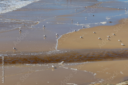 Fototapeta Naklejka Na Ścianę i Meble -  Bunch of sea gulls on the beach.