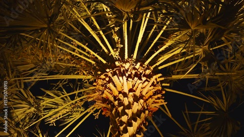 Palm Tree Illuminated from Below at Night Showing Sharp Leaves and Rough Bark from Low Angle, Dramatic Tropical Night Lighting Concept