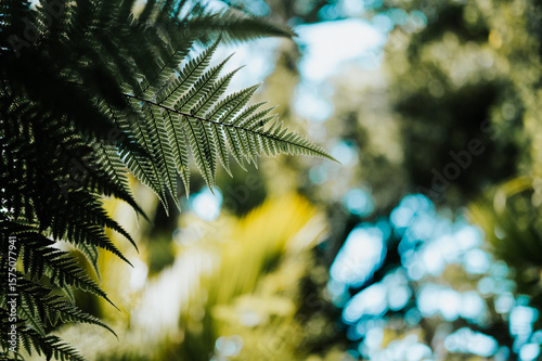 New Zealand Silver Fern
