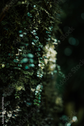 Moss and leaves on Heaphy Track, Kahurangi National Park, New Zealand
