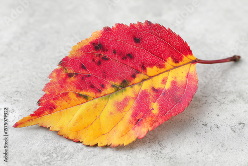 Elm Autumn leaf, red yellow fall color, macro natural texture detail