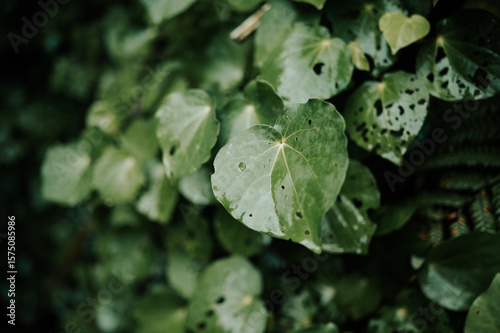 Kawakawa Leaves on Heaphy Track, Kahurangi National Park, New Zealand