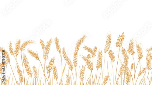 Detailed Outline Sketch of Wheat Spikelets with Ears Grafitti