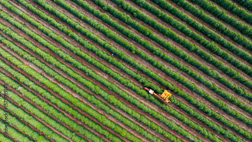 Tractor and harvester in coffee plantation