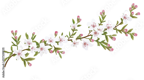 Realistic Waxflower Vector Illustration for Design Projects