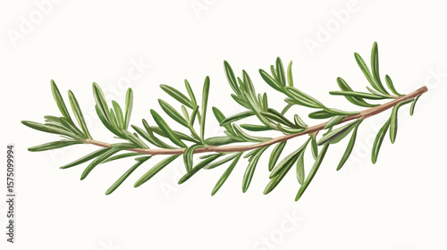 Realistic Hand-Drawn Rosemary Plant Branch Illustration