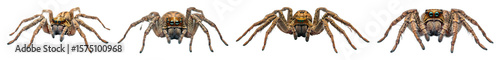 Four spiders arranged horizontally viewed from the front and slightly above against a transparent background