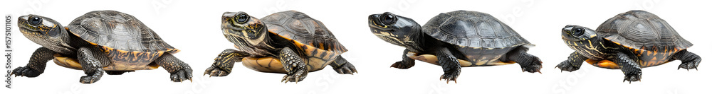 Obraz premium Four turtles on transparent background