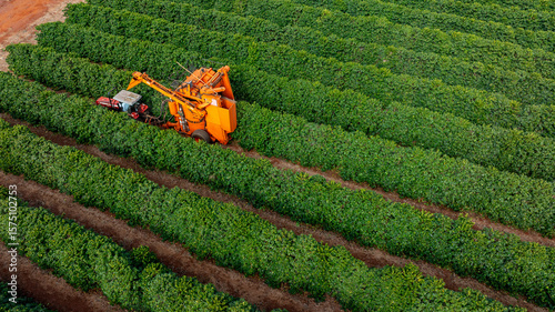 Tractor and harvester in coffee plantation