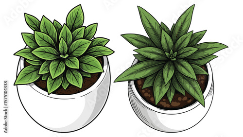 Hand-Drawn Potted Plants Illustration for Interior Design Concepts and Creative Projects