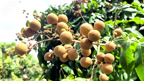 Longan fruit on tree, countryside Chiangmai Thailand.