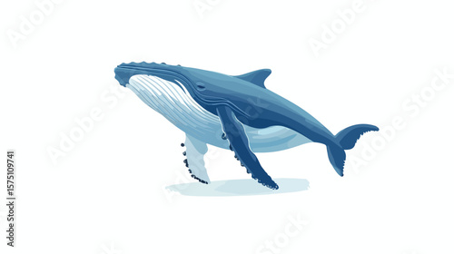 Adorable Humpback Whale Calf Isolated on White Background