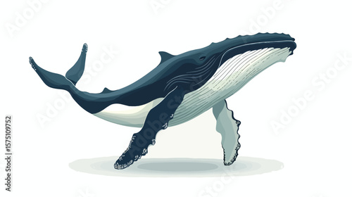 Lone Humpback Whale Calf On White Background for Stock Photos