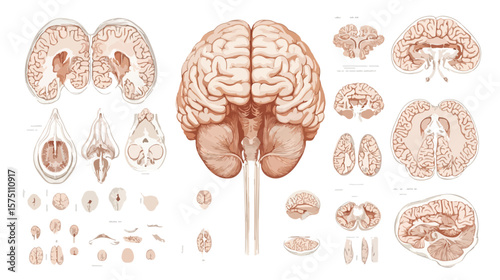Illustration of Human Brain Intelligence in Flat Vector Style