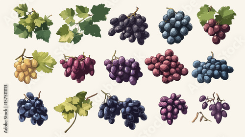 Vibrant Isolated Grapes Illustration on White Background