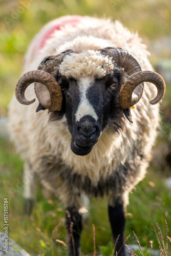 Scottish blackface sheep with spiral horns. Hardy breed showing natural behavior in rugged environment