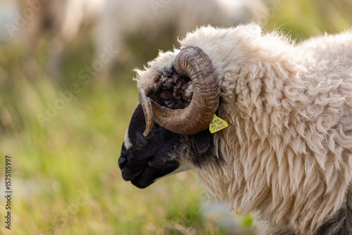 Scottish blackface sheep with spiral horns. Hardy breed showing natural behavior in rugged environment