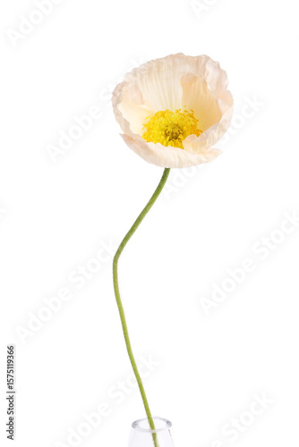 Photos Beautiful blooming poppy flower isolated on white